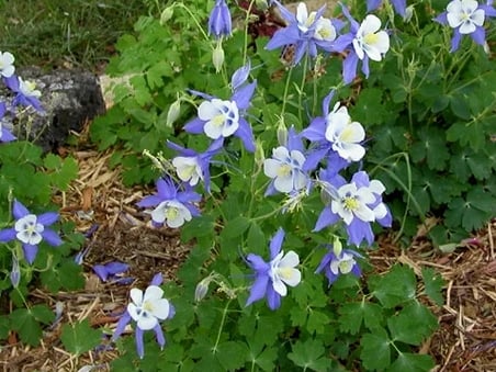 Columbine-1
