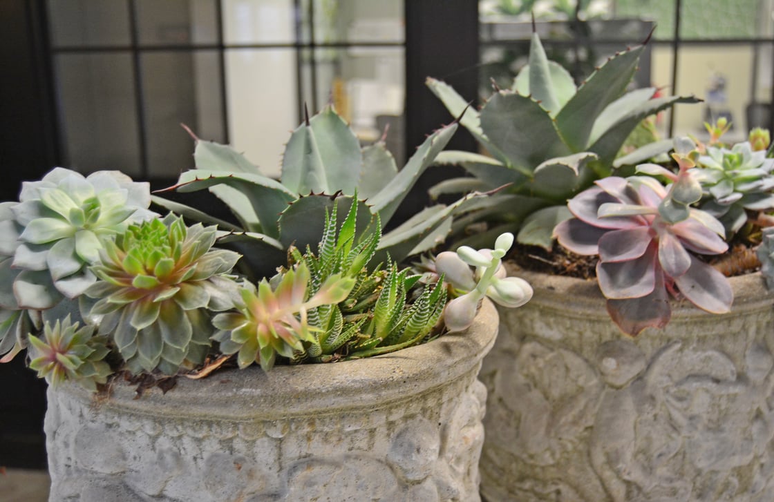 How To Overwinter Your Succulents - Topiarius