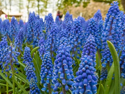 Muscari