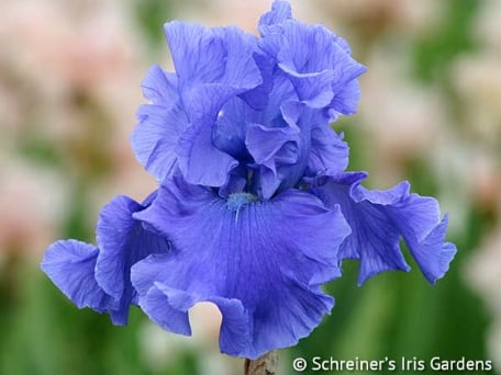 blue bearded iris-1
